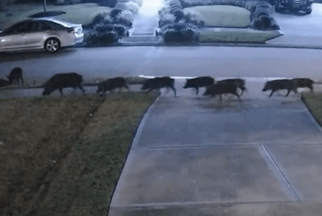 hogs