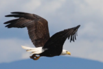 eagleflying