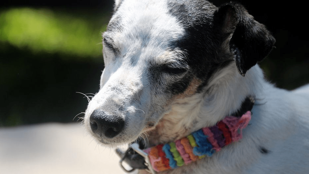 summer-heat-dogs