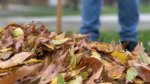 fall-leaves-rake-courtesy-pixabay