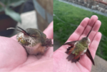 hummingbird_tongue-png
