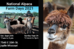 alpaca-png-2