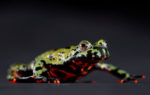 wildcat-frog-jpg