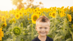 sunflowers-png-8