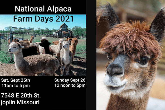National Alpaca Farm Days
