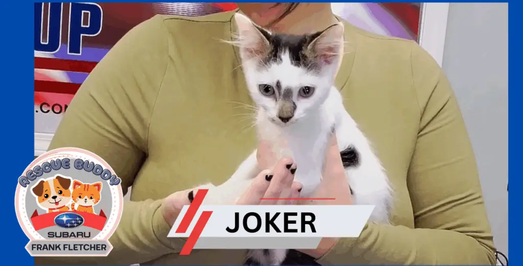 joker-rescue-buddy-9-11-25