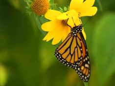 190408_10_monarchlifecycle3_08_preview-0000000