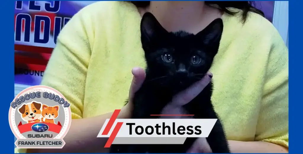 toothless-rescue-buddy-9-25-25-png-3
