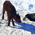 First introductions