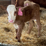 Baby Hereford
