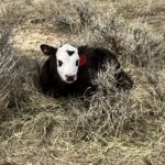 Panda calf