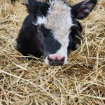 Crowned nose!