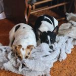 Lucky & Nobis