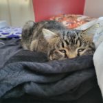 Koda