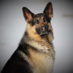 Bridger
