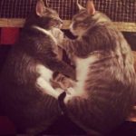 Snuggle brothers