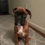 Dozer Dean