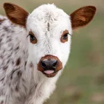 Cute Heifer Calf: Tongues Out