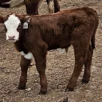 669D bull calf: Do ya think I'm Sexy?
