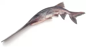 paddlefish