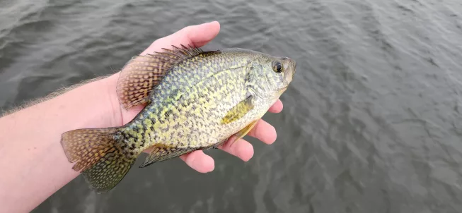 crappie2