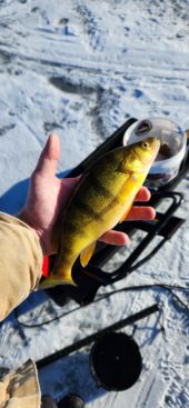perch