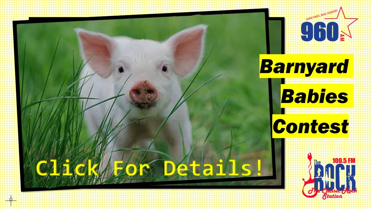 barnyard-babies-contest-slider