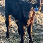 Bull Power: Swagger