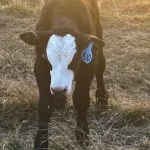 K10: Curious K10