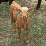 Twix: Charolais cross