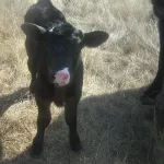 Spot: Spot the Calf