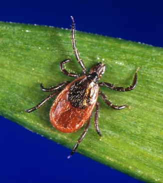 Blacklegged (Deer) tick