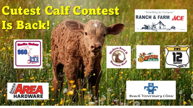 cutest-calf-2025-slider1-2