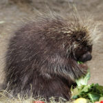 porcupine-1-150x150-1