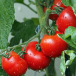 tomatoes-150x150-1