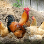 chickens-1-150x150-1-2