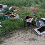 bee-hives-150x150-1