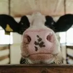 cow-2-150x150794898-1
