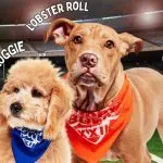 puppy-bowl-26-150x150107207-1