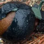 grenade-2-150x150139260-1