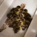 ducklings-150x150235251-1