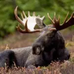 moose-150x150917385-1