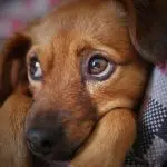 puppy-150x150309745-1