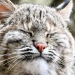 bobcat-150x150704565-1
