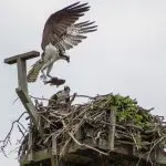 osprey-150x150803828-1