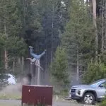 man-tossed-by-bison-in-yellowstone-screen-grab-150x150566575-1