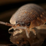 bed-bug-150x150-1