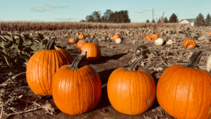 pumpkins-bychelsea