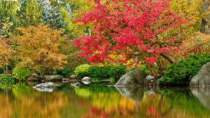 anderson-japanese-gardens-fall-1000x553