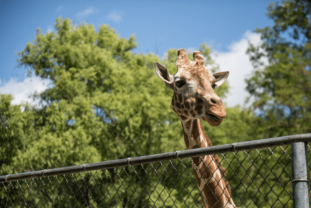 Brookfield Zoo Offers Free Admission Days! Rock River Current